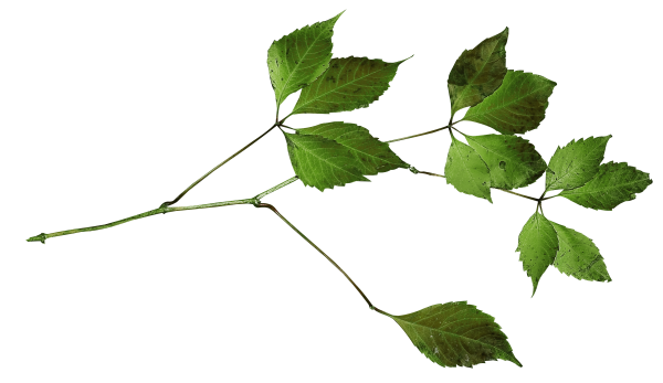 Веточка с листочками