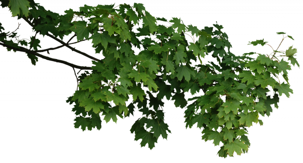 Ветка на прозрачном фоне