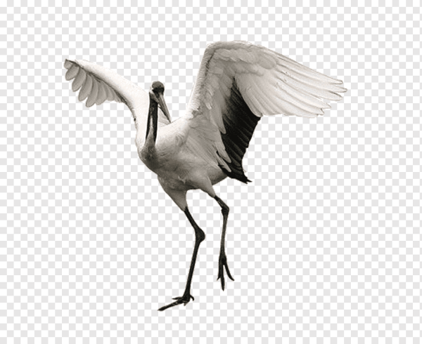 Серый журавль на прозрачном фоне