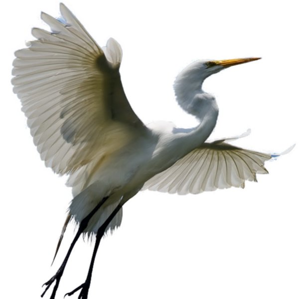 Журавль без фона