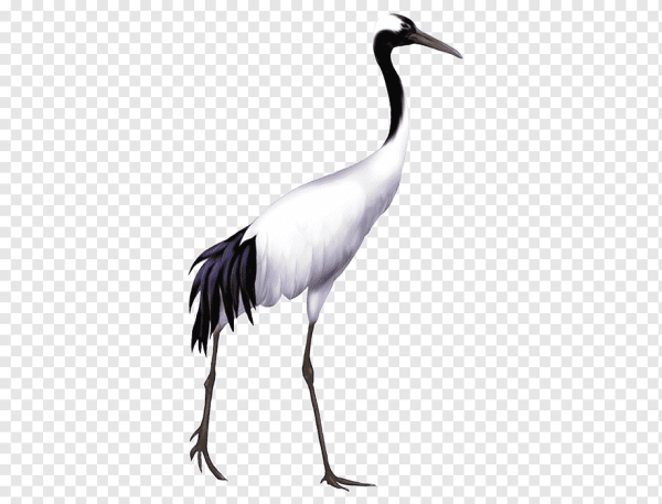 Журавль на белом фоне