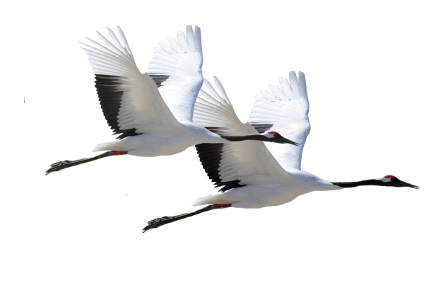 Стерх на белом фоне