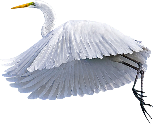 Цапля на белом фоне