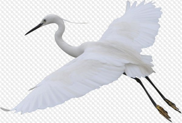 Цапля на прозрачном фоне для фотошопа
