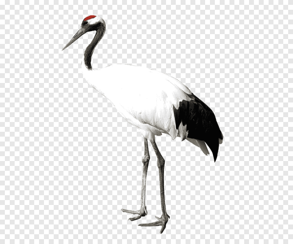 Стерх на белом фоне