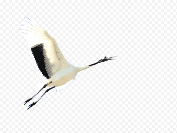 Белые Журавли на прозрачном фоне
