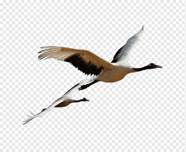 Стая журавлей на прозрачном фоне
