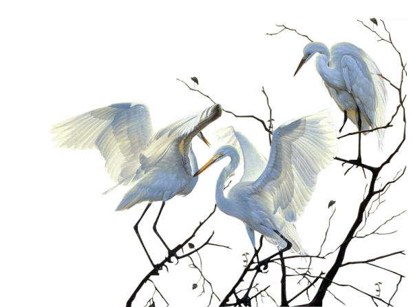 Белые Журавли на прозрачном фоне