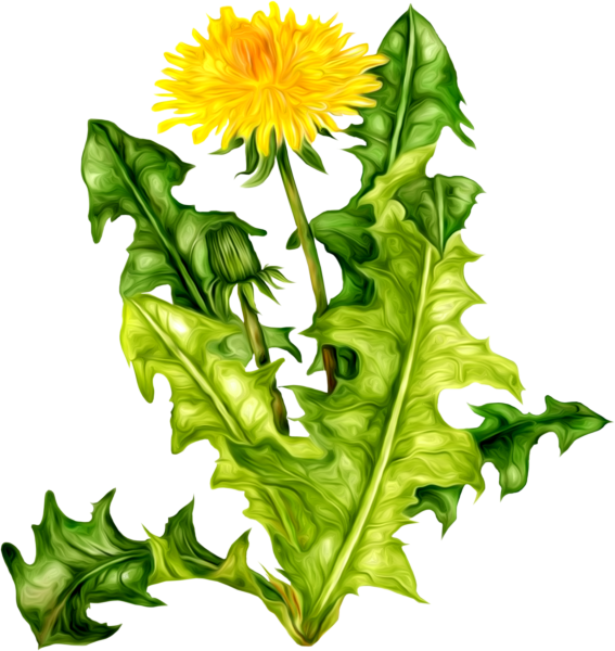 Растения на прозрачном фоне