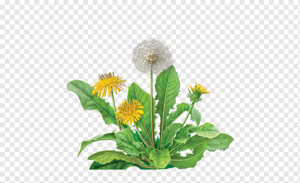 Одуванчик для дошкольников