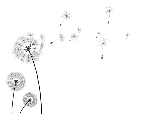 Одуванчик белый