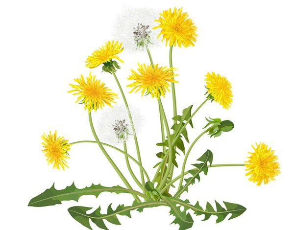 Одуванчик на б елом фонем