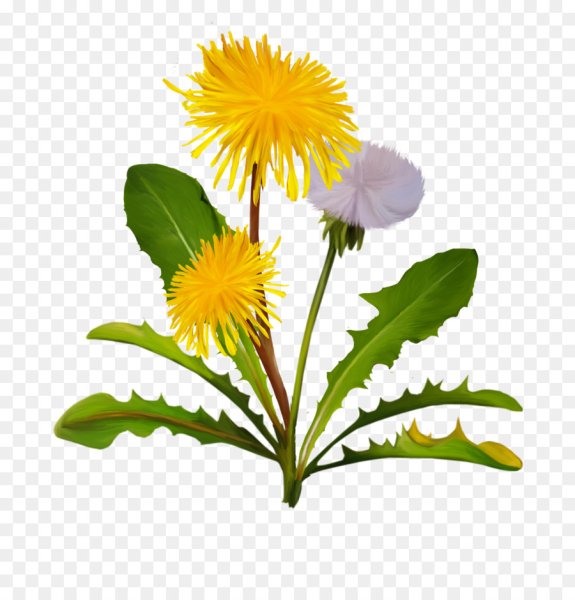 Одуванчик без фона