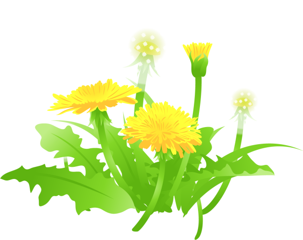 Одуванчик на белом фоне