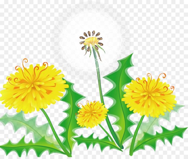 Одуванчик вектор