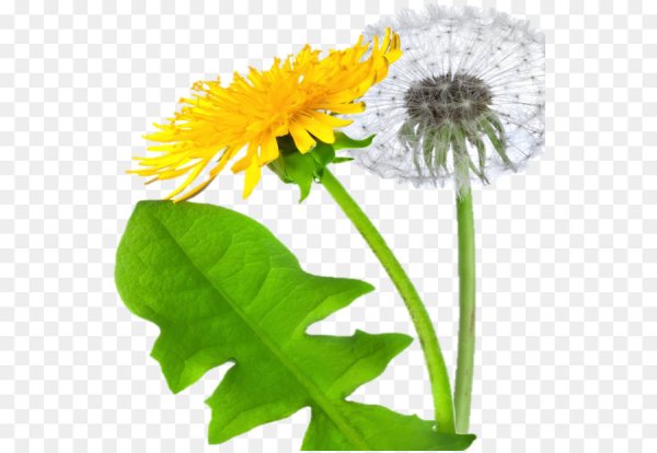 Одуванчик на белом фоне