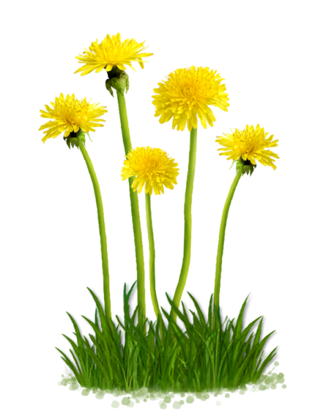 Одуванчик на белом фоне