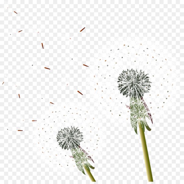 Одуванчик фото