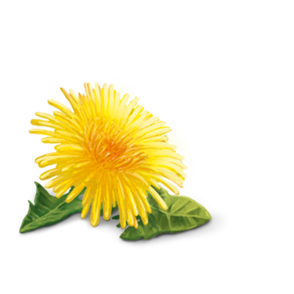 Одуванчик на б елом фонем