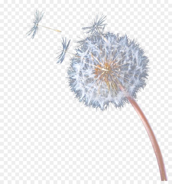Семена одуванчика на белом фоне