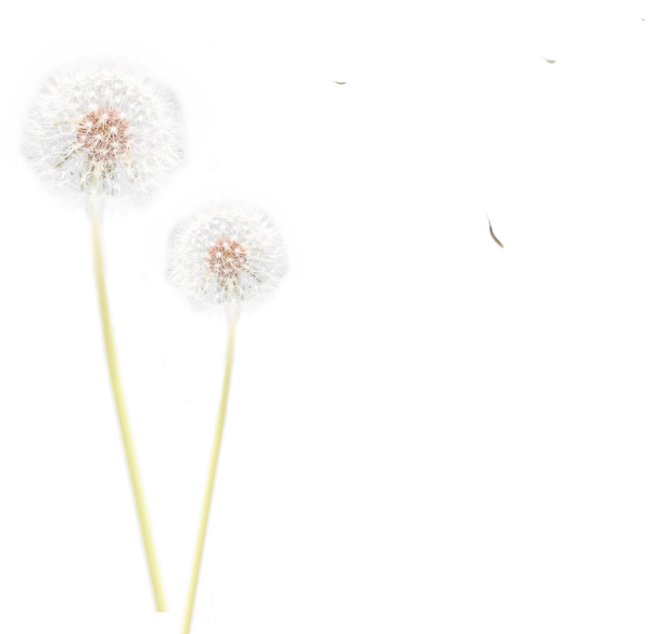 Одуванчик на прозрачном