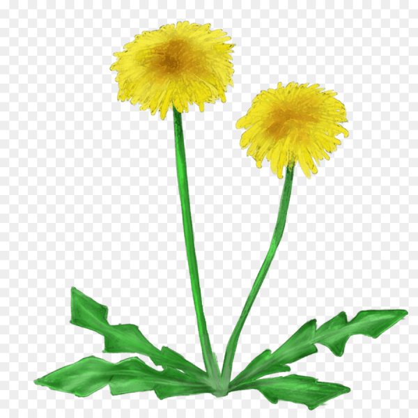 Одуванчик без фона