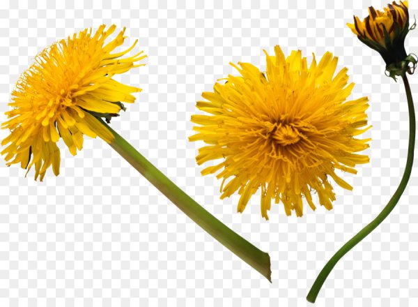 Одуванчик без фона