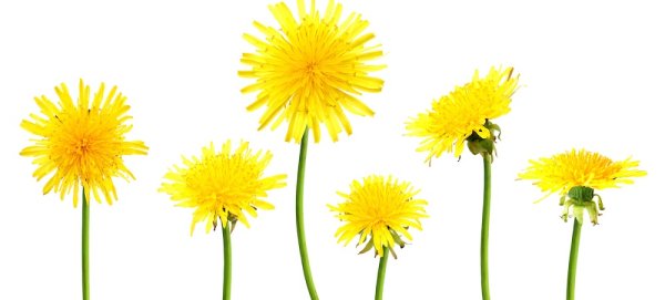 Одуванчик на белом фоне