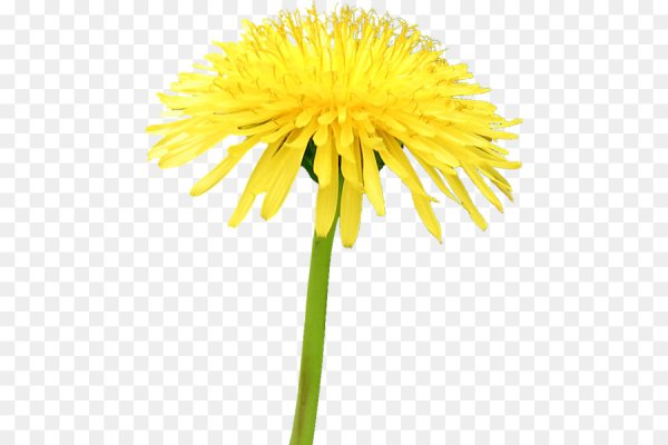 Одуванчик на прозрачном фоне