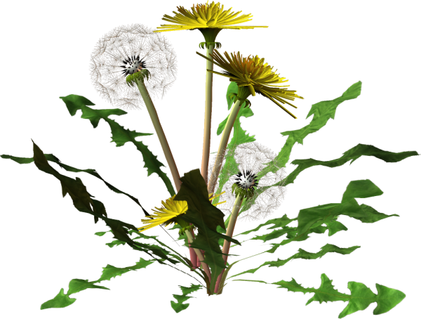 Одуванчик лекарственный на белом фоне