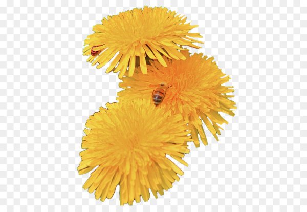 Одуванчик на прозрачном фоне