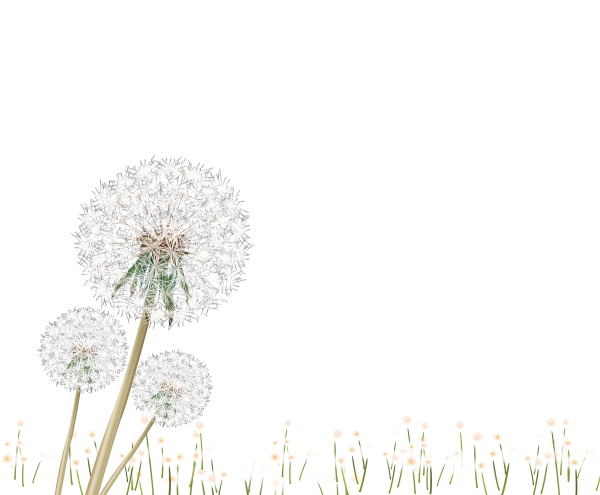 Одуванчик на белом фоне