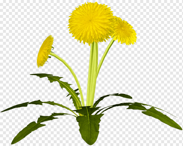 Одуванчик ПРГ