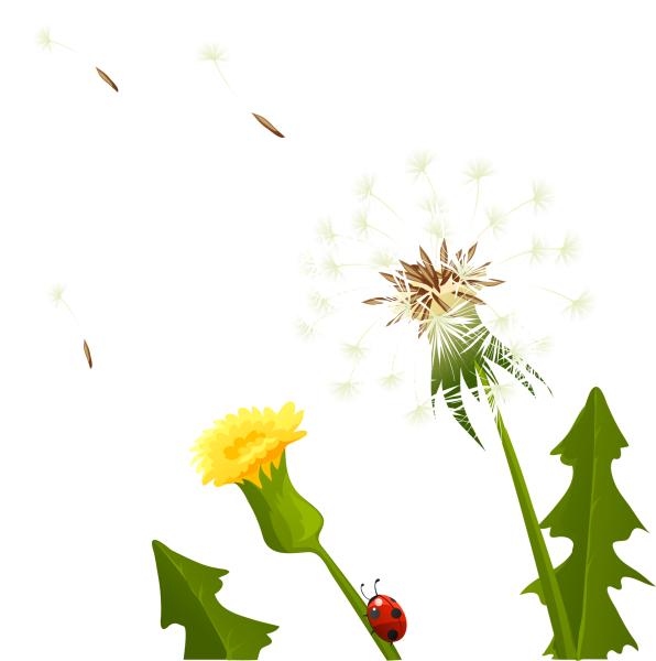 Одуванчик на прозрачном