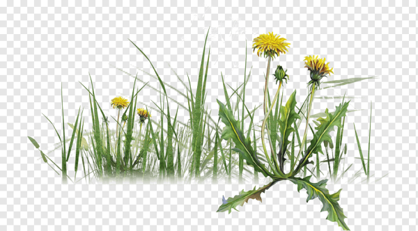 Луговые травы на белом фоне