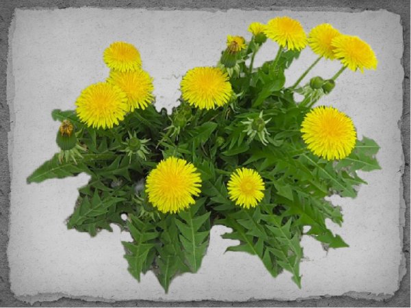 Одуванчик цветок на прозрачном фоне