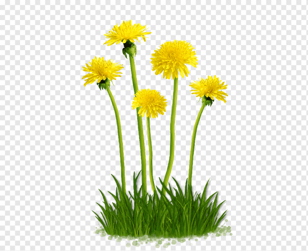 Одуванчики ПСД