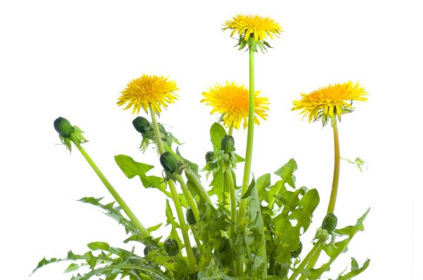 Одуванчик на белом фоне