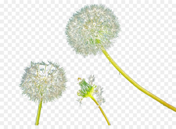 Одуванчик на прозрачном