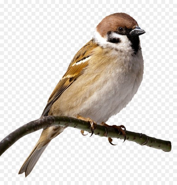 Птица на белом фоне