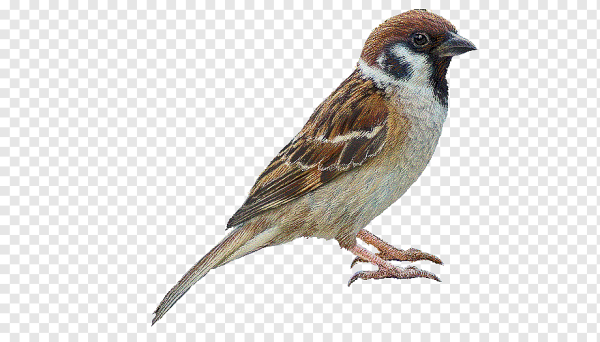 Воробей из сказки