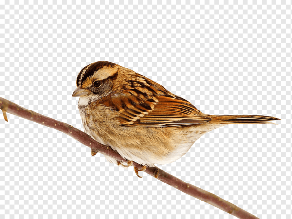 Воробей на прозрачном фоне