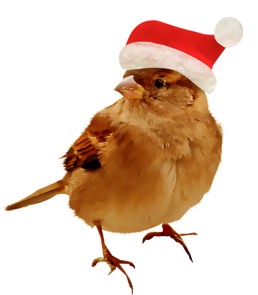 Воробей на белом фоне