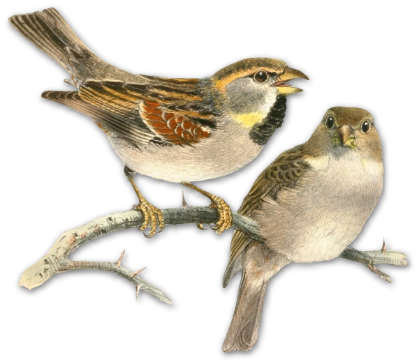 Воробей на белом фоне