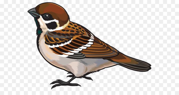 Воробей для детей