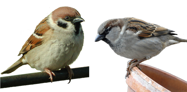 Жаворонок мультяшный