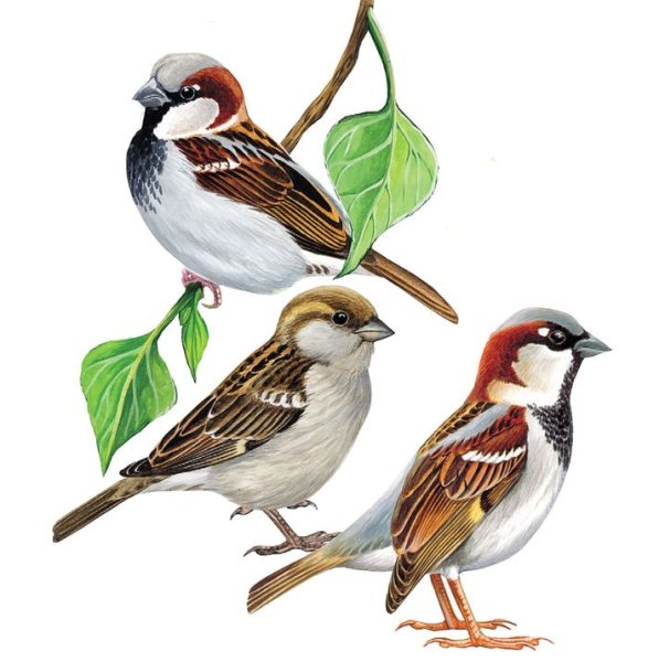 Птица на белом фоне