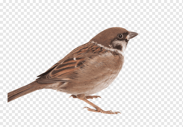 Воробьи мультяшные