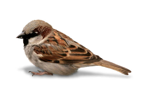 Воробей напрозрачнм фоне