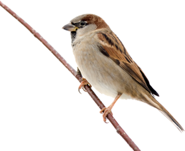 Воробей на белом фоне